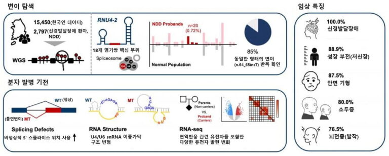 한국인 신경발달장애 환자의 RNU4-2 유전자 변이 탐색 분자 발병 기전 및 임상 특징 요약도