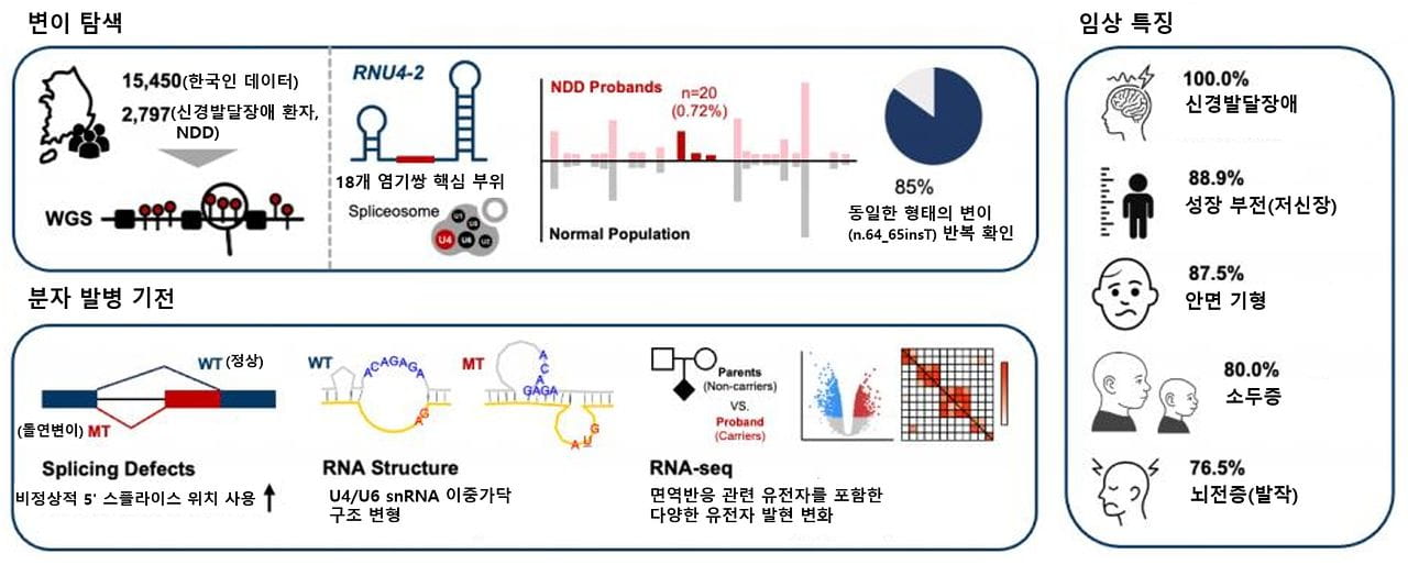 한국인 신경발달장애 환자의 RNU4-2 유전자 변이 탐색 분자 발병 기전 및 임상 특징 요약도